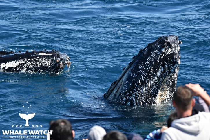 spectators on boat get up close with whales