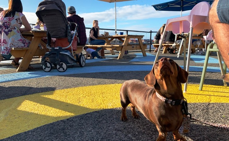 cute dachshund looks up at owner in front of sky and ocean