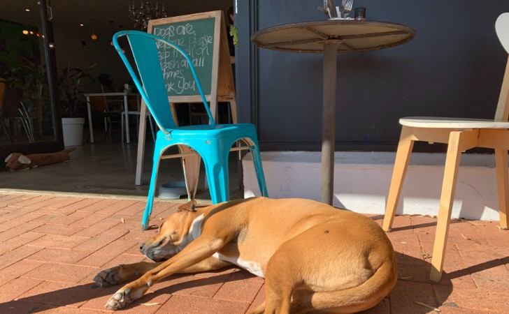 dog relaxes in front of cafe with bright chair