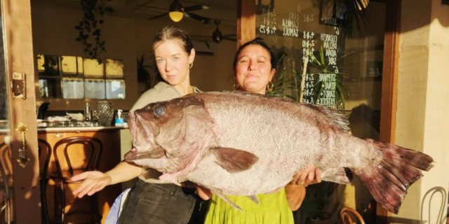 Augusta bass groper dry aging at Madalena's Bar in Fremantle