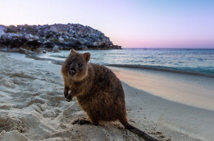 quokka on beach at sunset