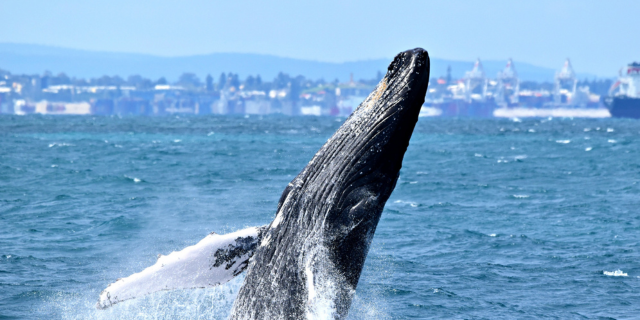Whale breeching the water near Fremantle