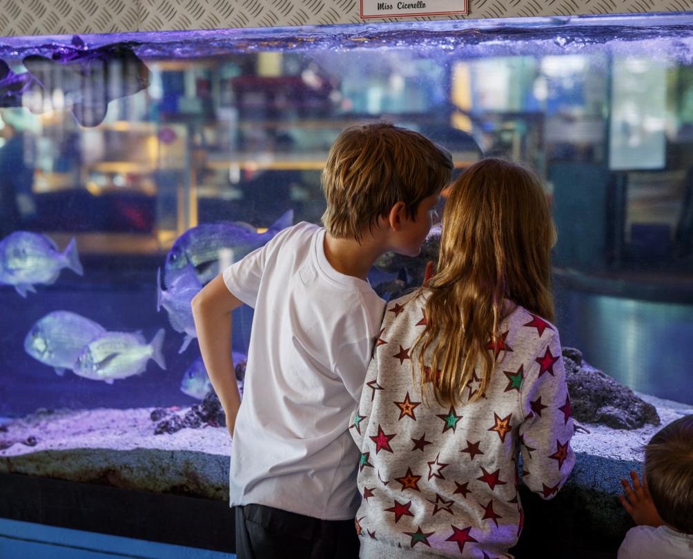 Cicerello's Fish Tank