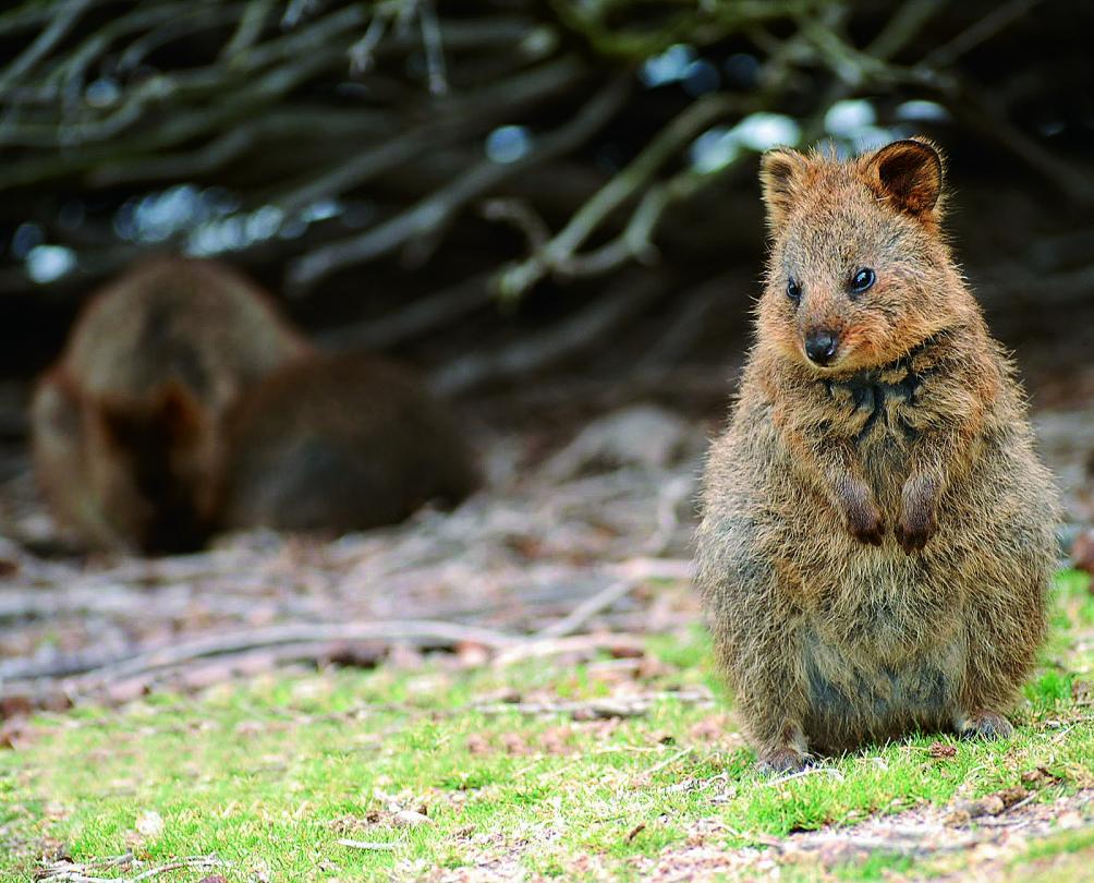 Quokkas