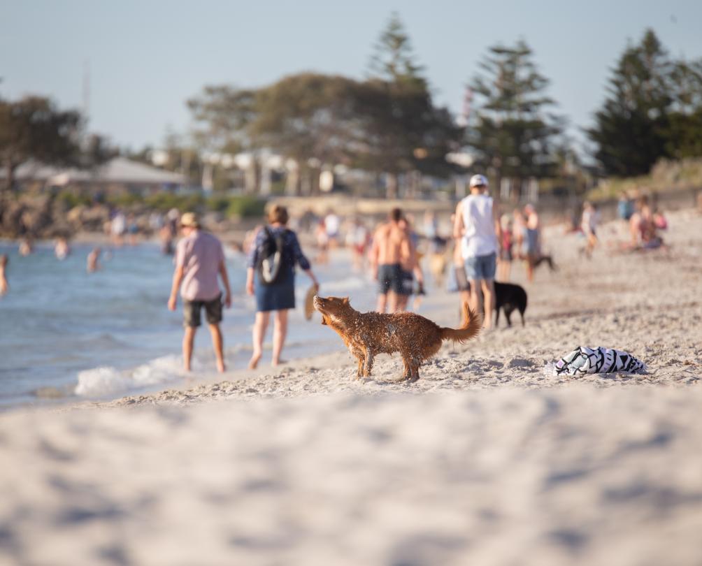 South Beach - dog beach