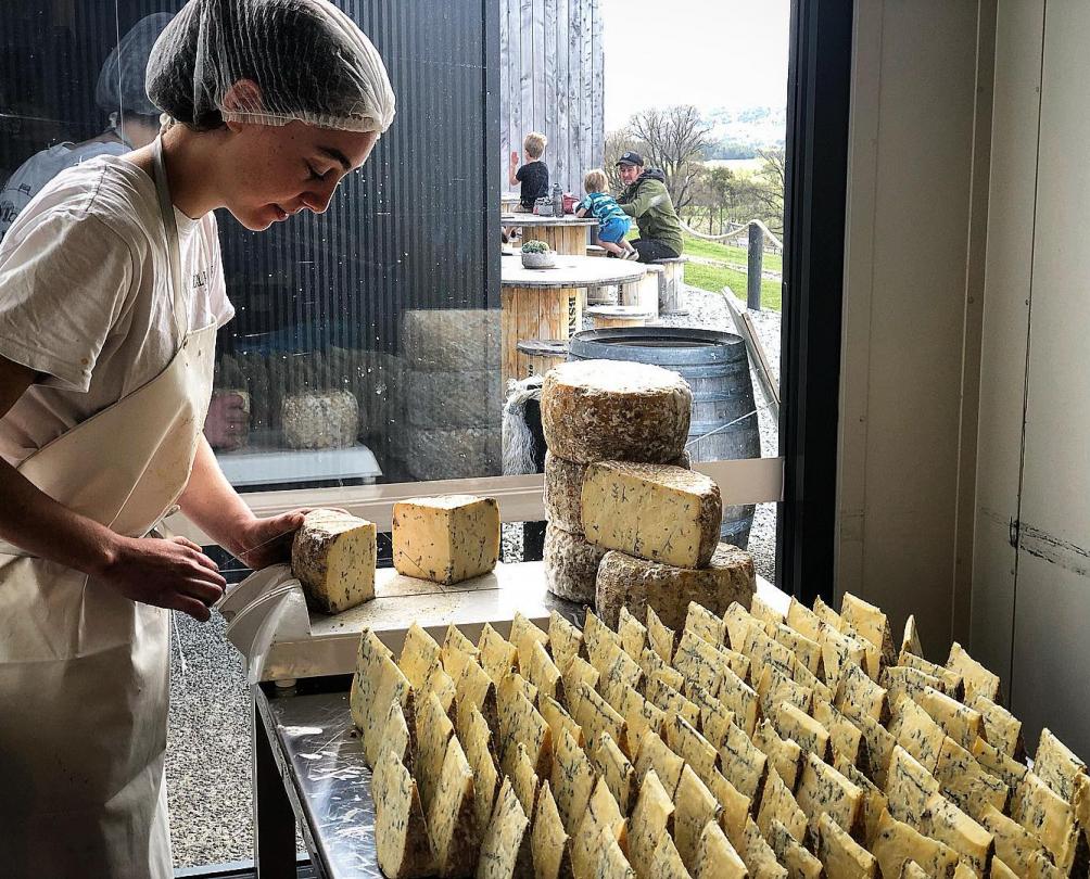 women cutting cheese blocks on the farm 