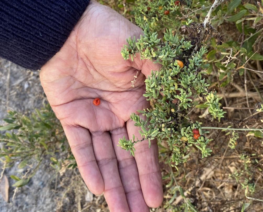 A hand holding a small red berry by a green bush.