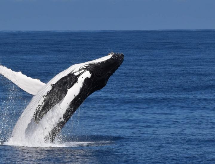 Humpback whale breaching out of the water