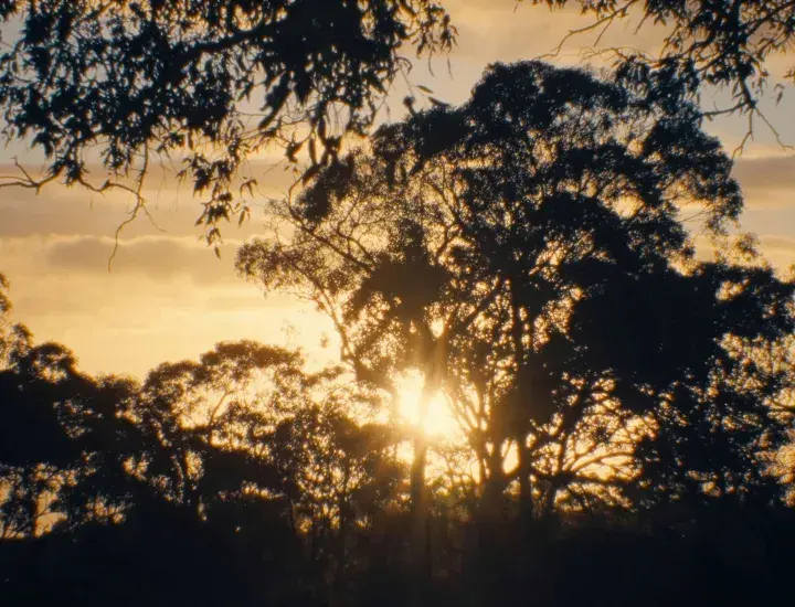 a sunset image of trees and the sun setting behind them 